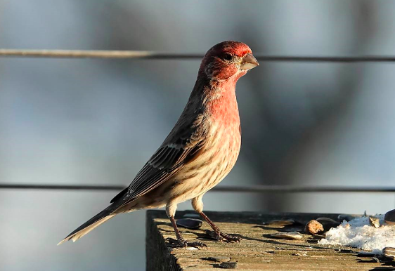 Male House Finch